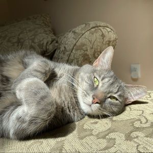 Meet your Posher, Rey